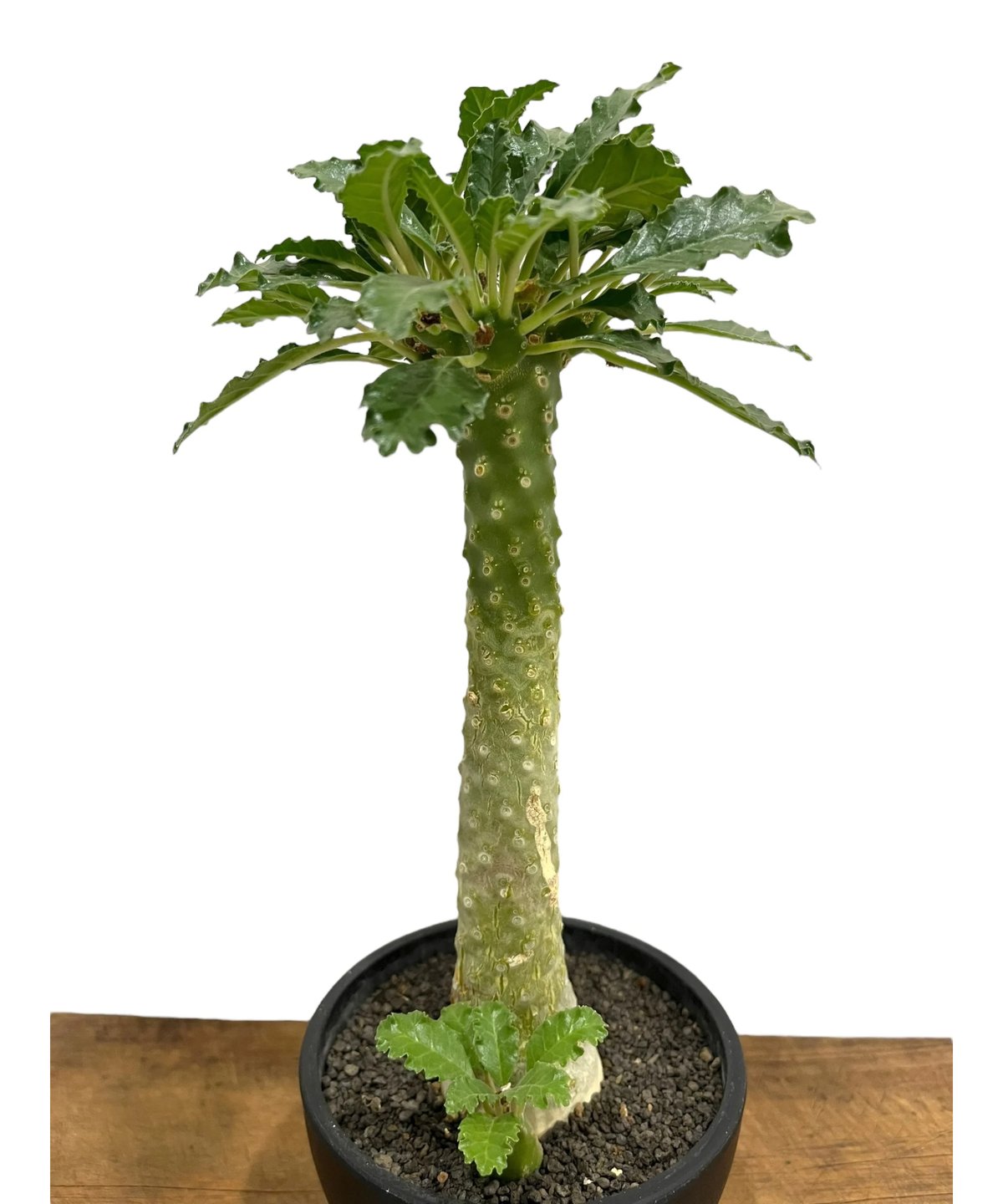 AAA　ドルステニア　ラブラニー ドルステニア・ラブラニー hybの現品商品 | 観葉植物通販AONOKI