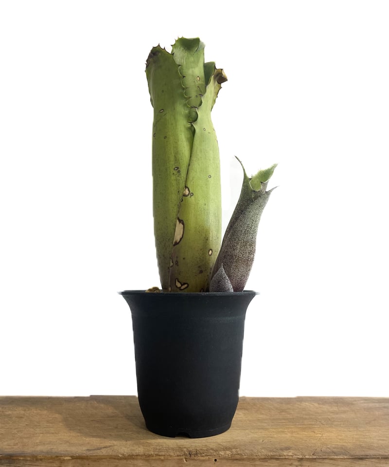 ホヘンベルギア・マグニスピナ Hohenbergia magnispina