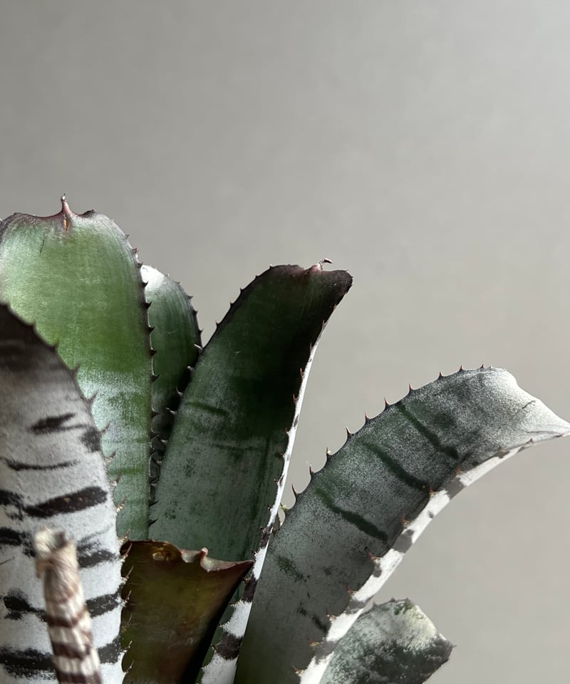 エクメア チャンティニー ブラック セレクト 「Aechmea chantinii Black