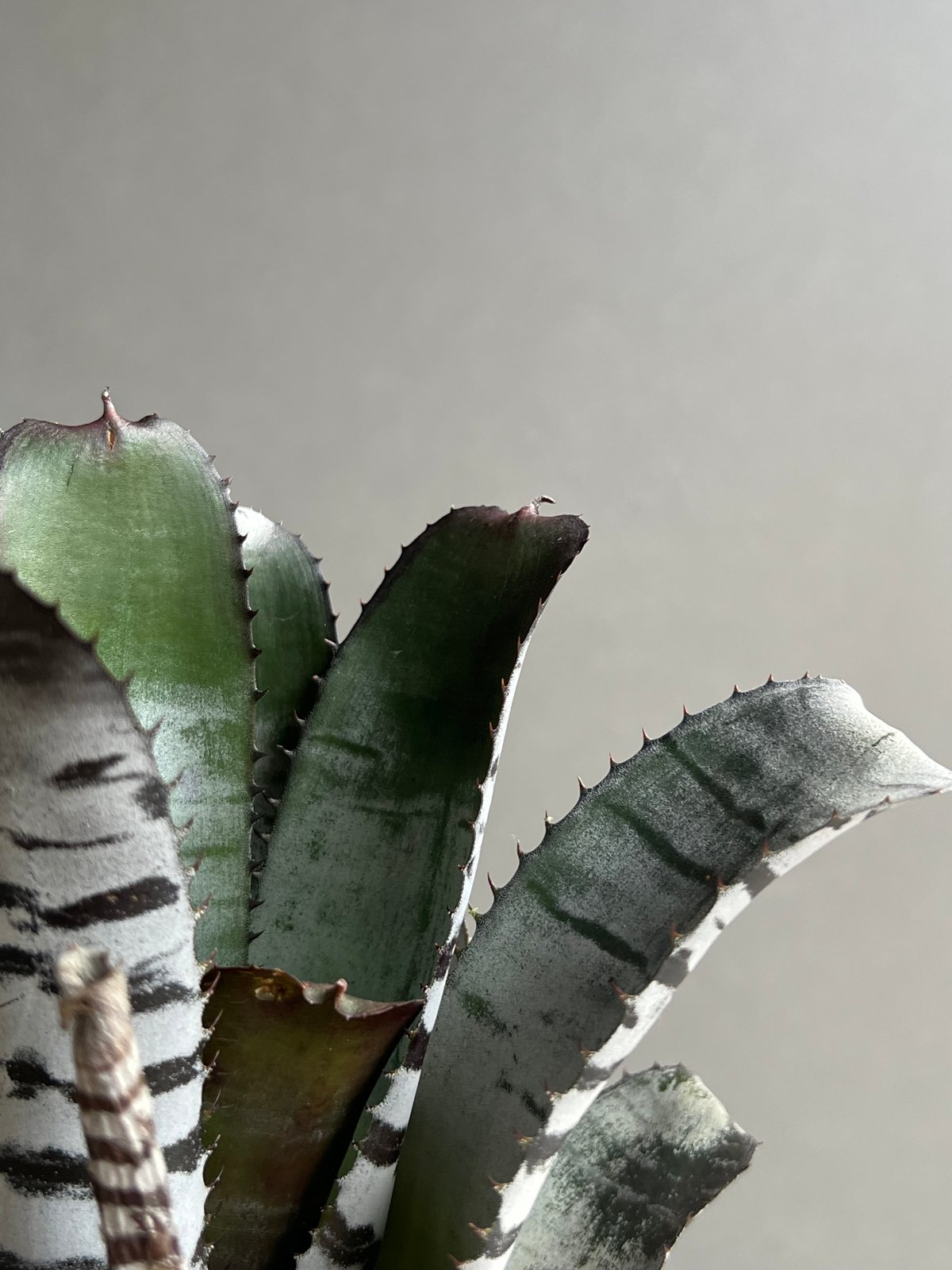 エクメア　チャンティーニ　ブラックセレクトA1 エクメア チャンティニー ブラック セレクト 「Aechmea chantinii Black