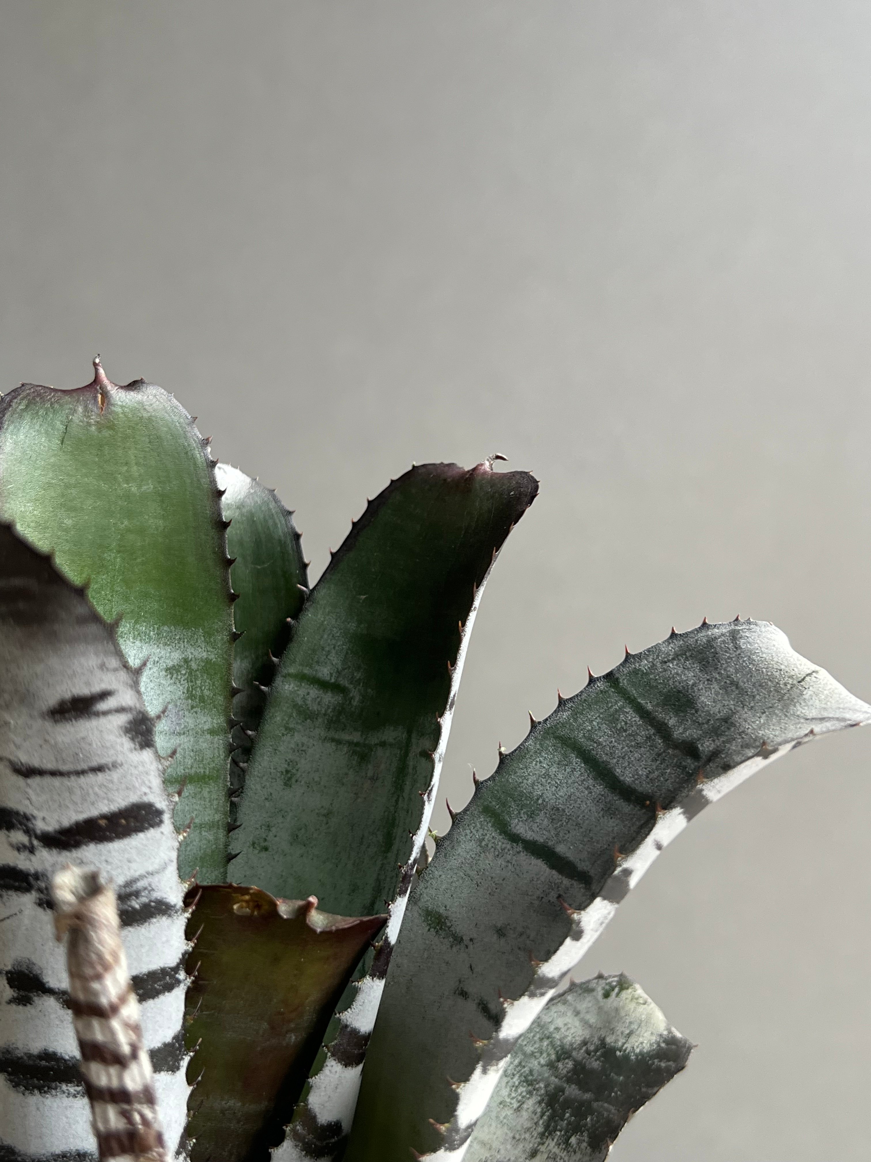 エクメア チャンティニー ブラック セレクト 「Aechmea chantinii Black