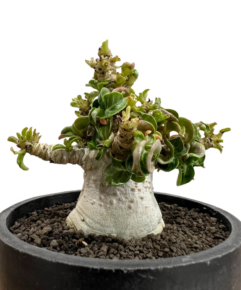 アデニウム D.H.A (獅子葉) '選抜個体' 「Adenium D.H.A (Dorset アデニウム D.H.A (獅子葉) '選抜個体' 「Adenium D.H.A (Dorset