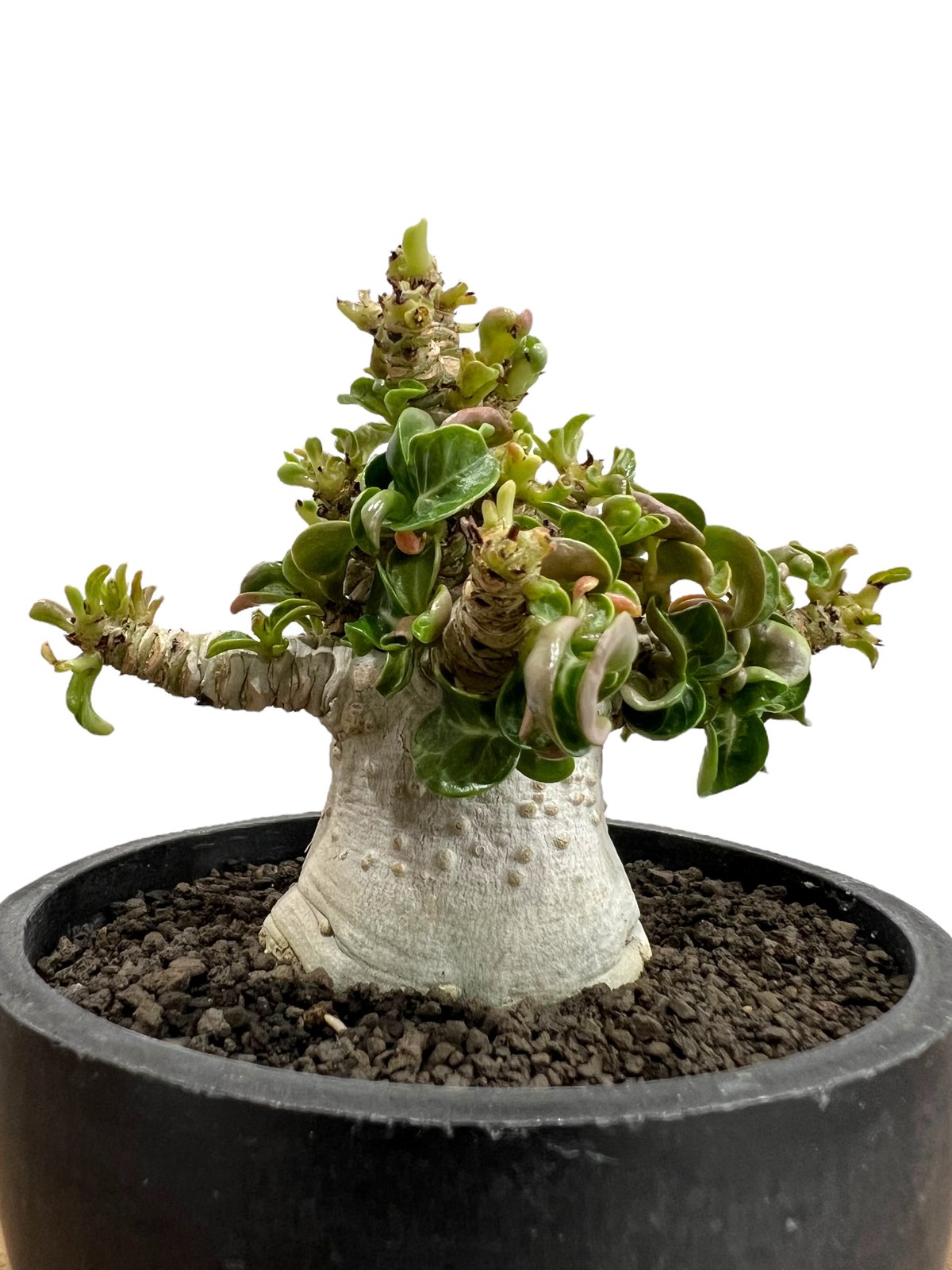 【美/獅子葉/アデニウム】Dorset Horn Adenium 鉢植えA-5 アデニウム D.H.A (獅子葉) '選抜個体' 「Adenium D.H.A (Dorset