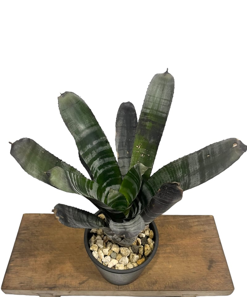 エクメア チャンティニー ブラックゾンビ「 Aechmea chantinii エクメア チャンティニー ブラックゾンビ「 Aechmea chantinii