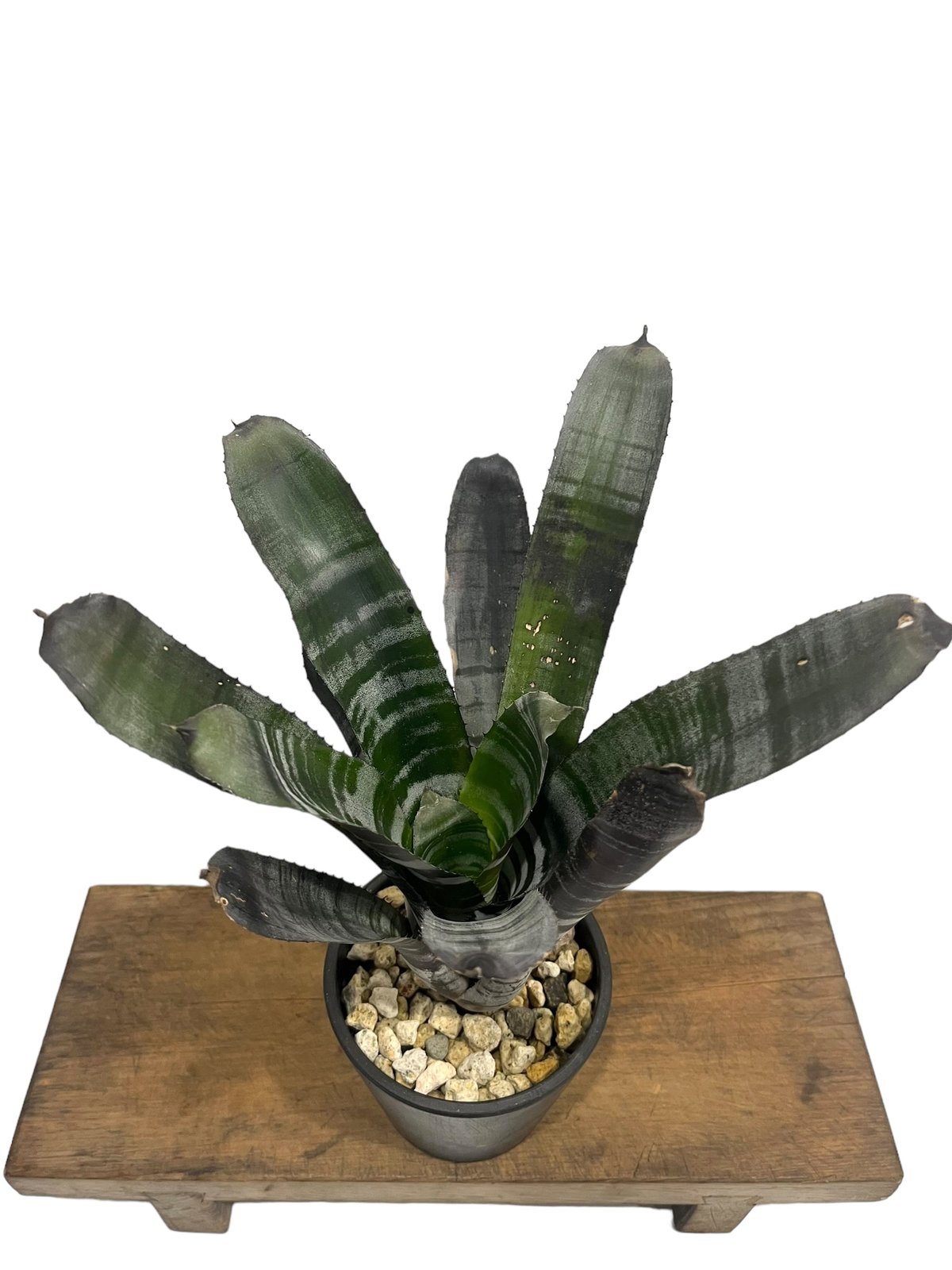 エクメア チャンティニー ブラックゾンビ「 Aechmea chantinii