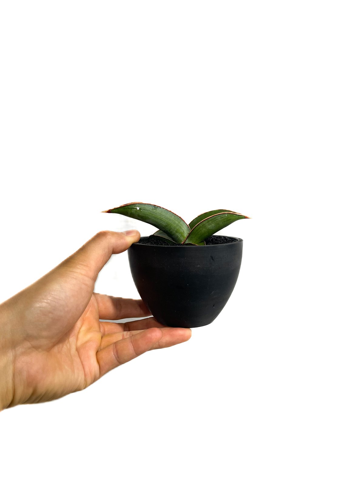 サンセベリア lav.24561「Sansevieria lav. 24561」6/1-715