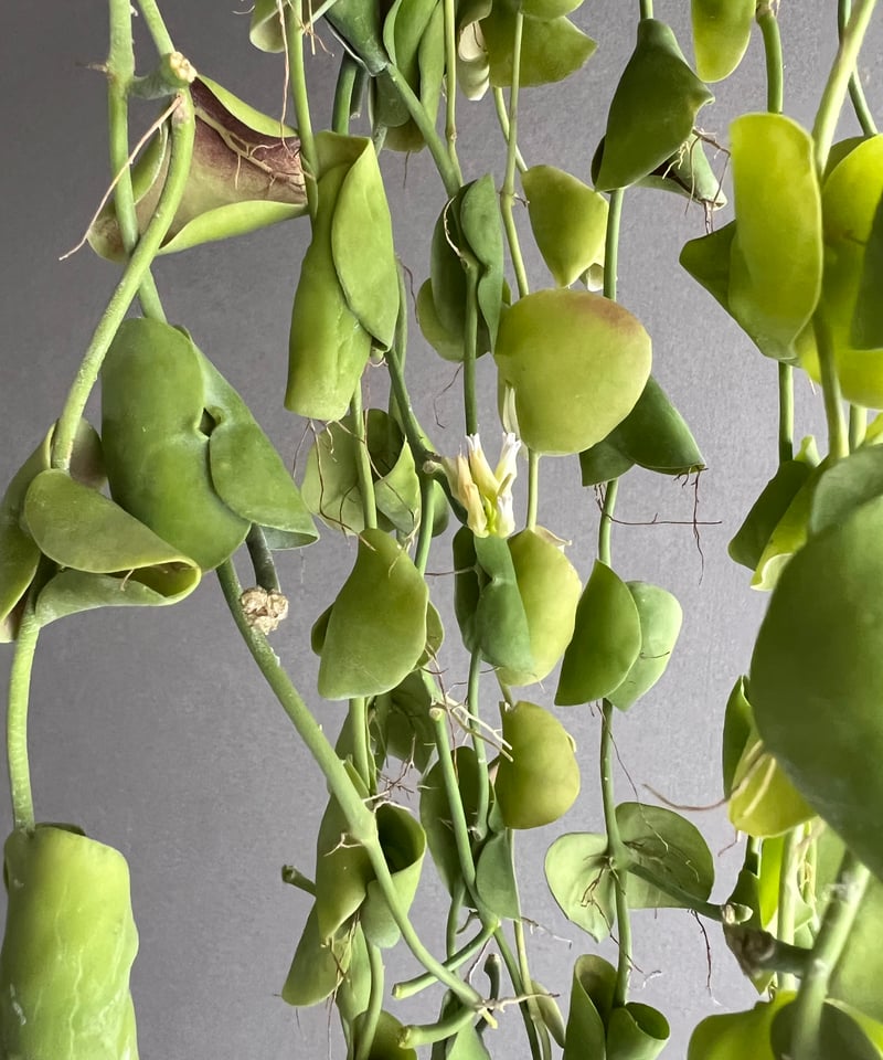 ディスキディア インブリカータ 「Dischidia imbricata」57J | SHOU