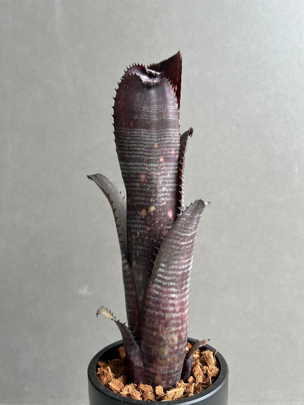 BILLBERGIA ‘Obi-Wan’ ビルベルギア オビワン Billbergia Obi-Wan 【artPLANTs】 ビルベルギア オビワン