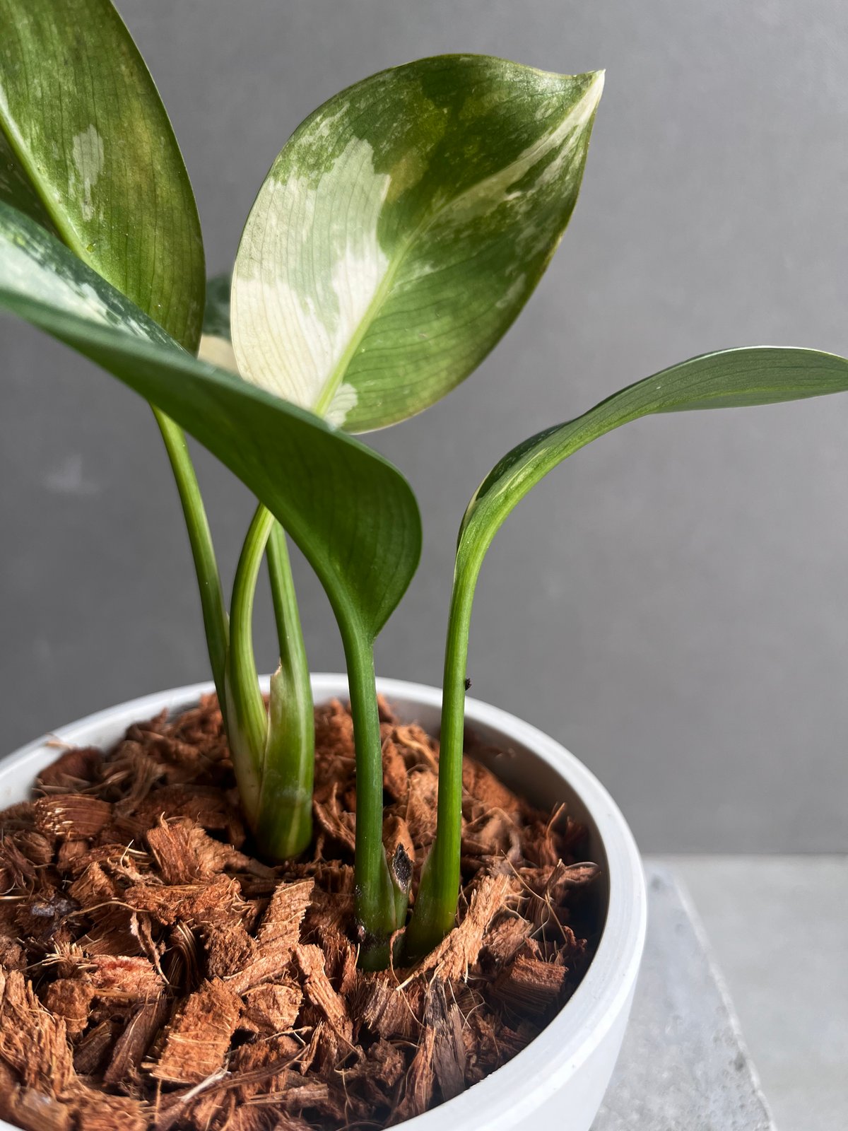 アグラオネマ　スワンナプーム アグラオネマ スワンナプーム「Aglaonema Suvarnabhumi」9/2-47C |