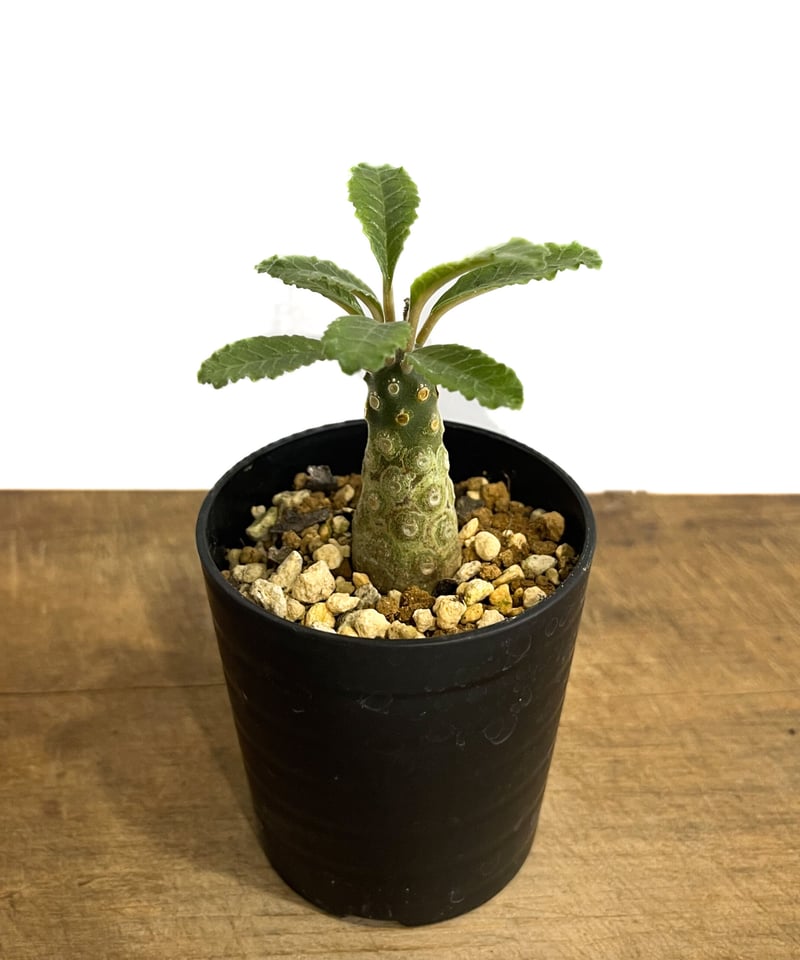 ドルステニア ラブラニー 「Dorstenia lavrani」6/7-740 | SHOUC