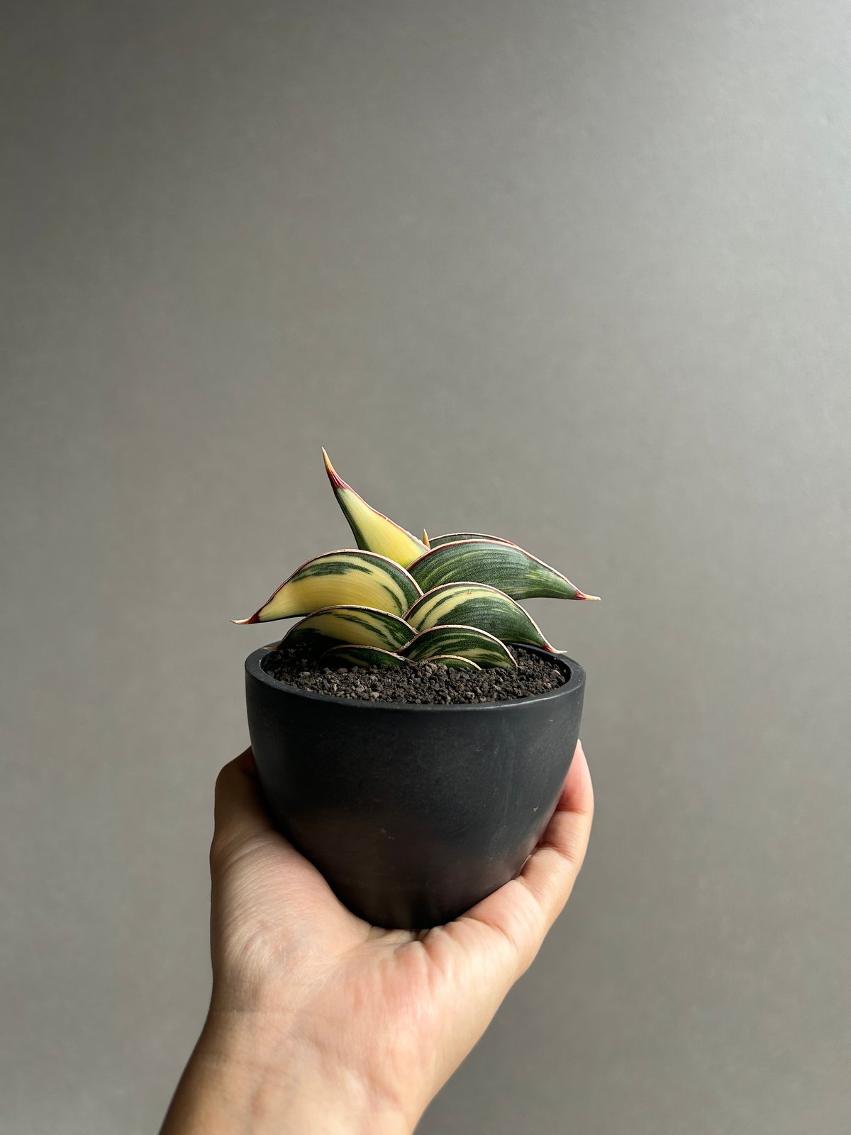 サンセベリア ロリダ 斑入 “ ハーフムーン “ 「Sansevieria rorida Va