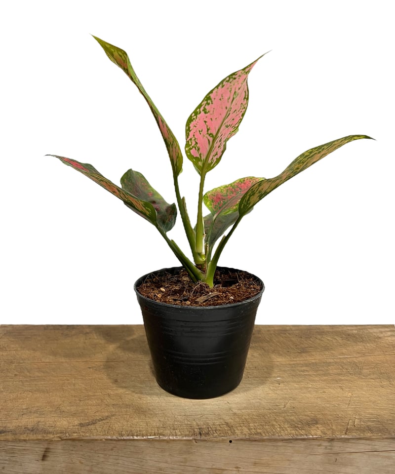 アグラオネマ カンクン 'ブラック' 「Aglaonema Kankun 'Black'」10