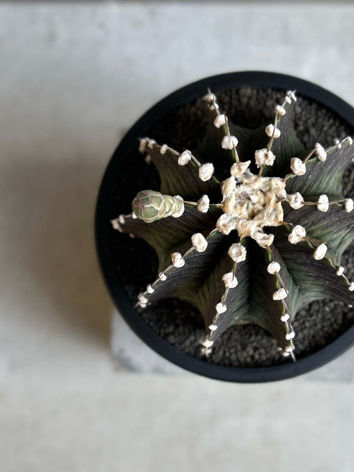 新品　キムホノ氏　フリーカップ　源4 楽天市場】 Artist 陶磁器 > 丹波焼 > 源右衛門窯 > フリー