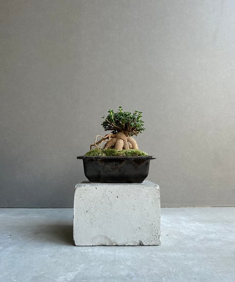 天然【黒竹（根付き）】❗ 呉竹社員が #インクトーバー にチャレンジ中🔥 2日目のお題は「織る