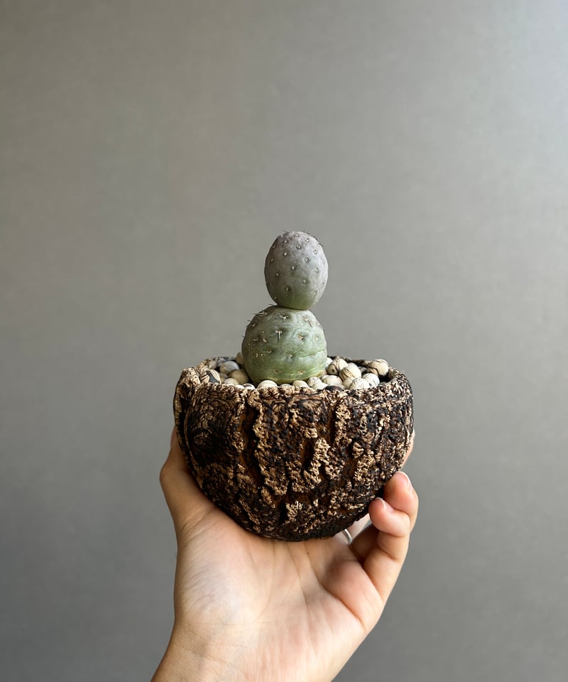テフロカクタス ゲオメトリクス+plantsmonsters pot「Tephrocactus