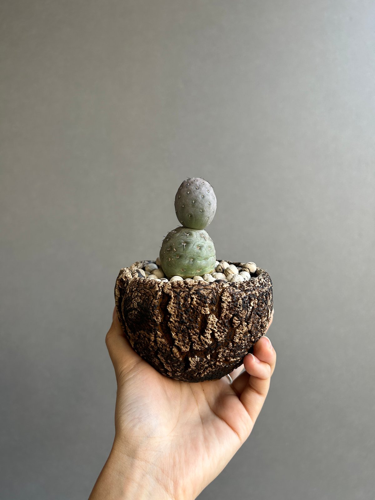 テフロカクタス ゲオメトリクス+plantsmonsters pot「Tephrocactus