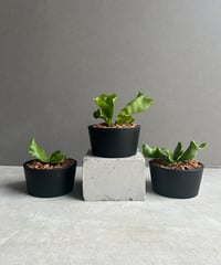 パイパー ニグラム 斑入 「Piper nigrum variegated」4Z | SHOU