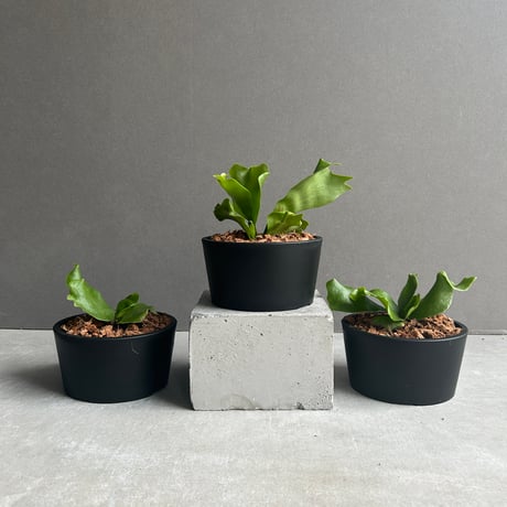 コウモリラン | STORES