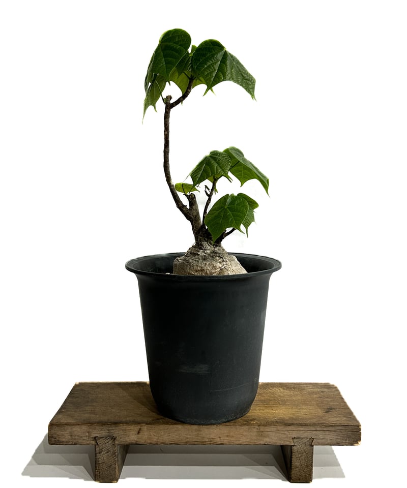 カルフォルニア 輸入コロラータ NO.5 フィルミアナ コロラータ「 Firmiana colorata」5/29-646 | SHOU