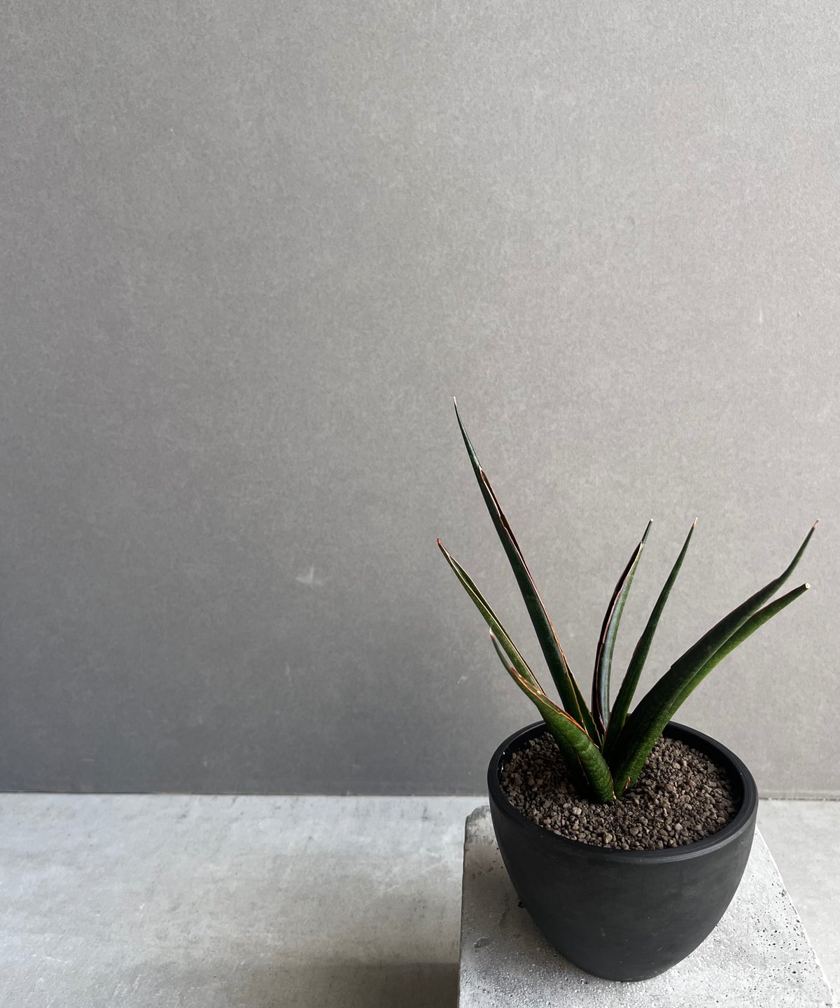 サンセベリア ブラック カラバオ 「Sansevieria Black Carabao サンセベリア ブラック カラバオ 「Sansevieria Black Carabao