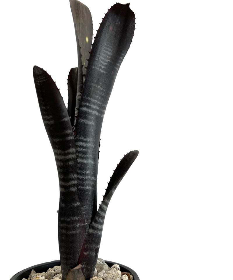 ビルベルギア ダースベイダー「Billbergia 'Darth vader' 」98I ビルベルギア ダースベイダー「Billbergia 'Darth vader' 」98I