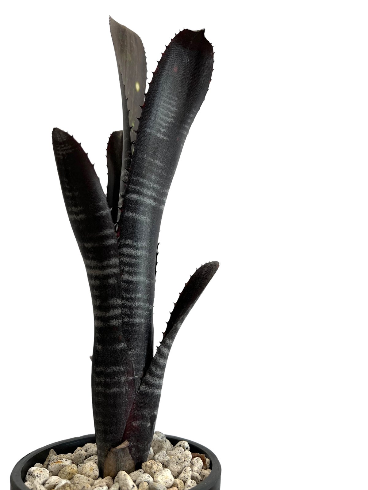 ビルベルギア　ダースベイダー① ビルベルギア ダースベイダー「Billbergia 'Darth vader' 」98I