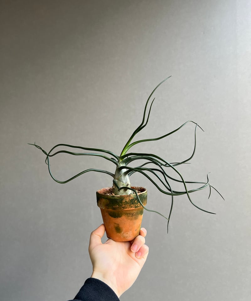 ティランジア ブルボーサ “スペシャル フォーム” 「Tillandsia bulbosa