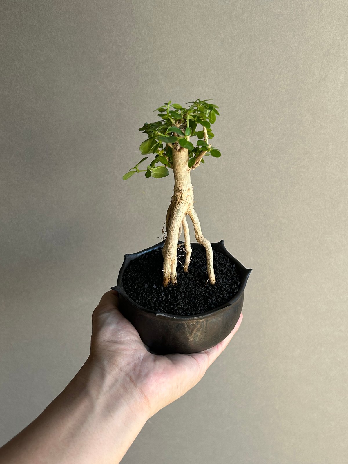 タイワンウオクサギ BONSAI + object by 1218「Premna serrat