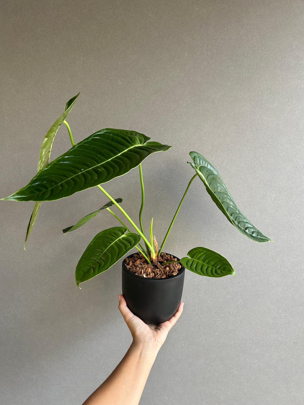 アンスリウム　ベイチー　2株 250616 21 アンスリウム ベイチー 2株 250616 21