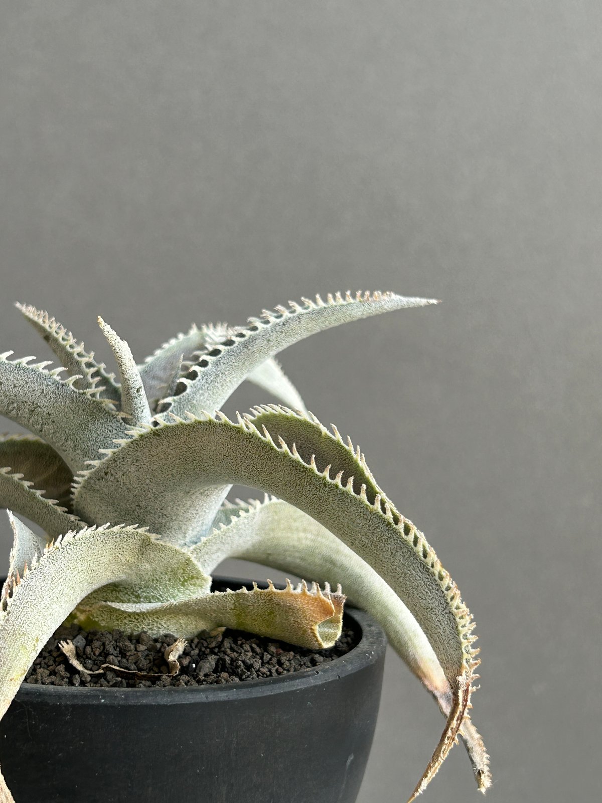 ディッキア マルニエル ラポストレイ 「Dyckia marnier-lapostollei