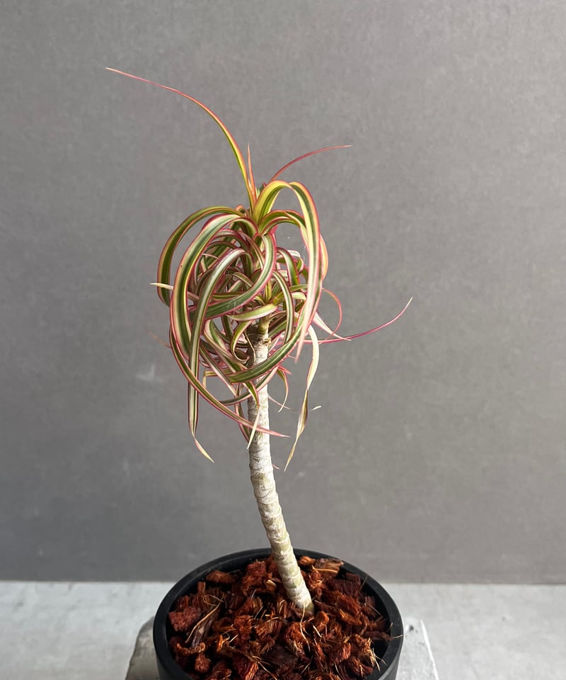 【現品】コンシンナ・キュンティ　（ドラセナ・コンシンネ・キュンティ）5号　A7番 現品】コンシンナ・キュンティ （ドラセナ・コンシンネ