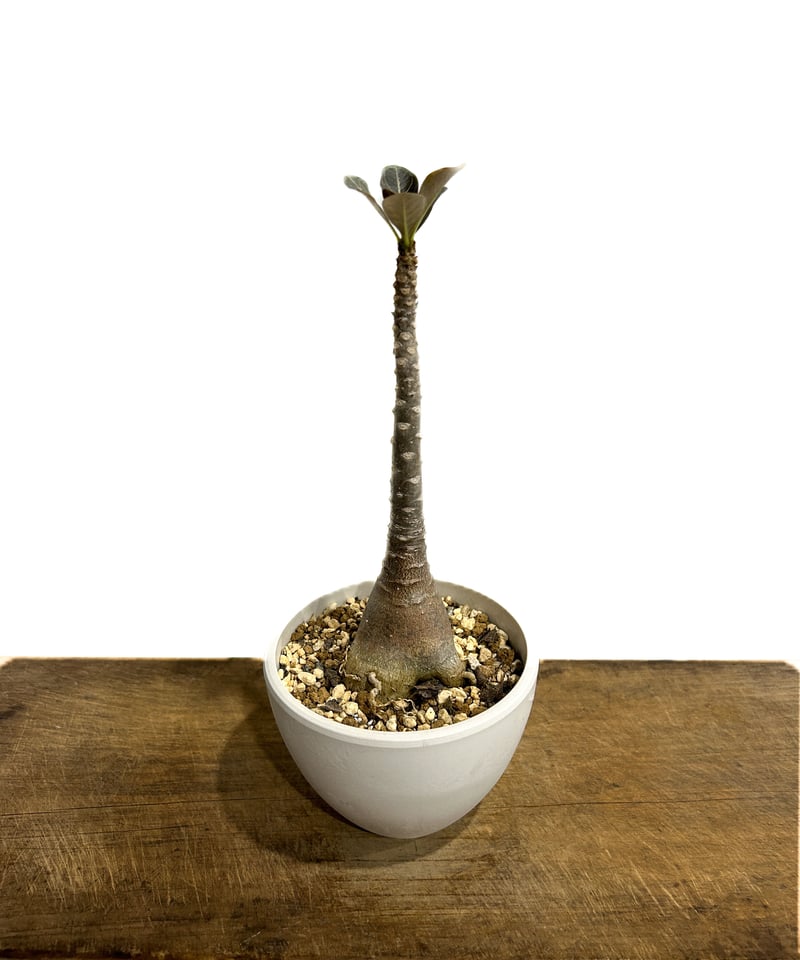 アデニウム ソコトラナム 「Adenium socotranum 」6/20-813 | S