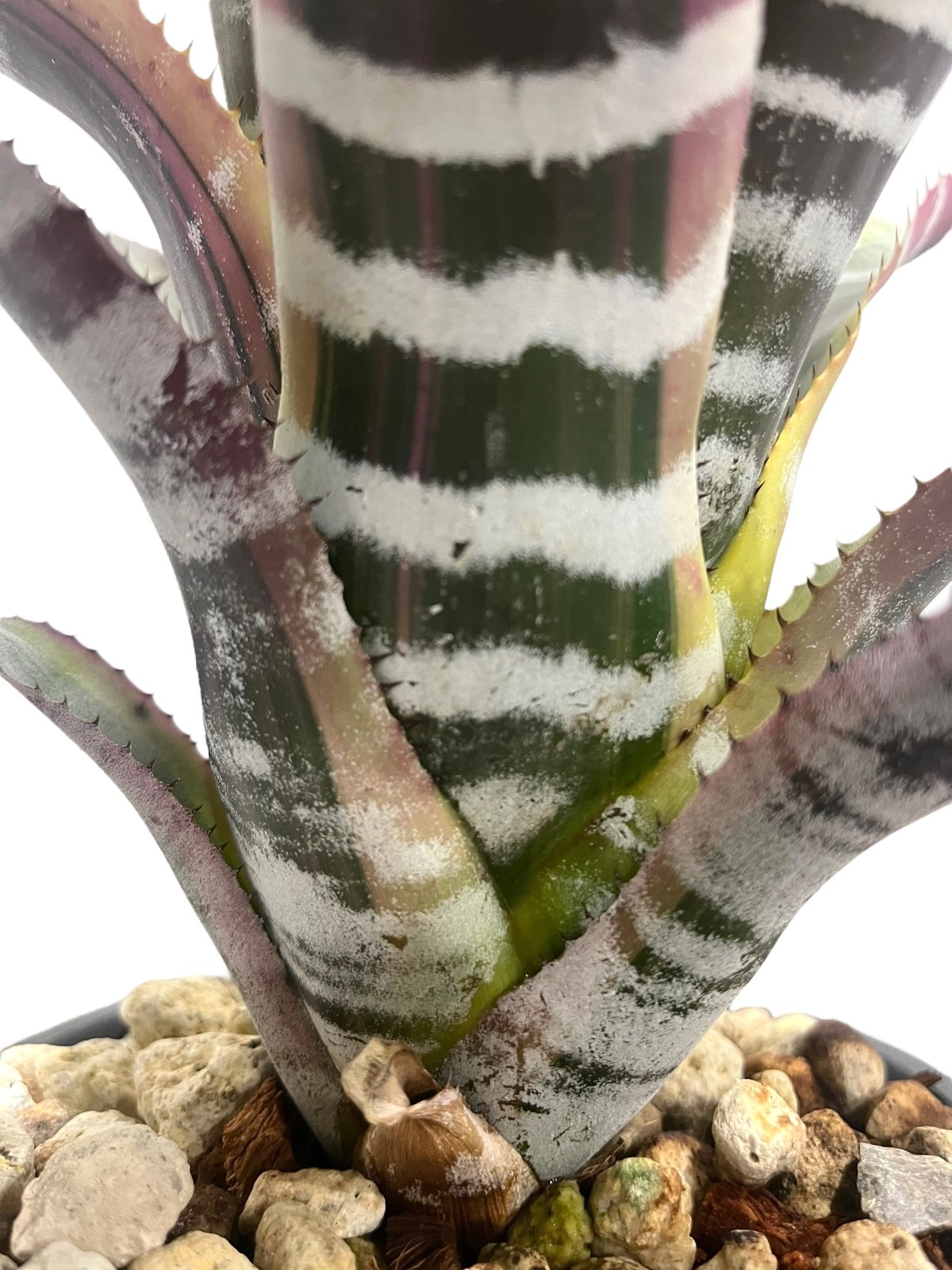 エクメア　オットー ▪️Plants Buyer's Talk ▪️ Aechmea Otto エクメア オットー