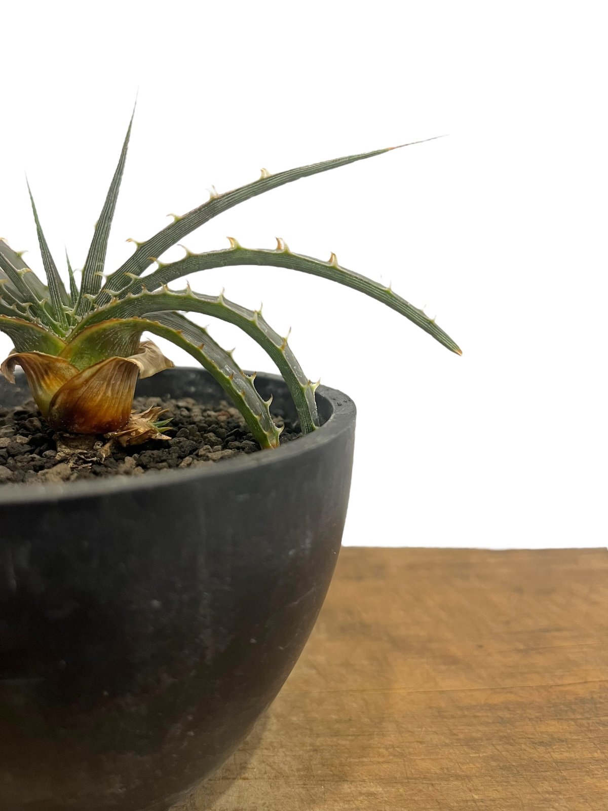 ディッキア　エステべシー　子株付き② ディッキア エステべシー 子株付き②