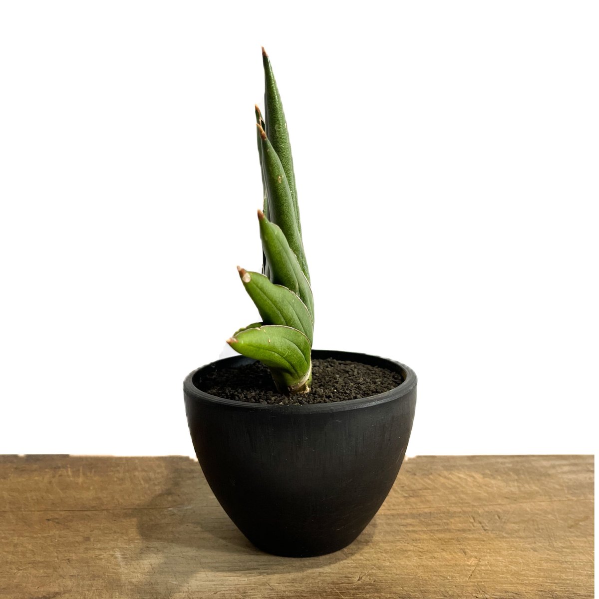 サンセベリア アンダマン「Sansevieria Andaman (from Unyamane