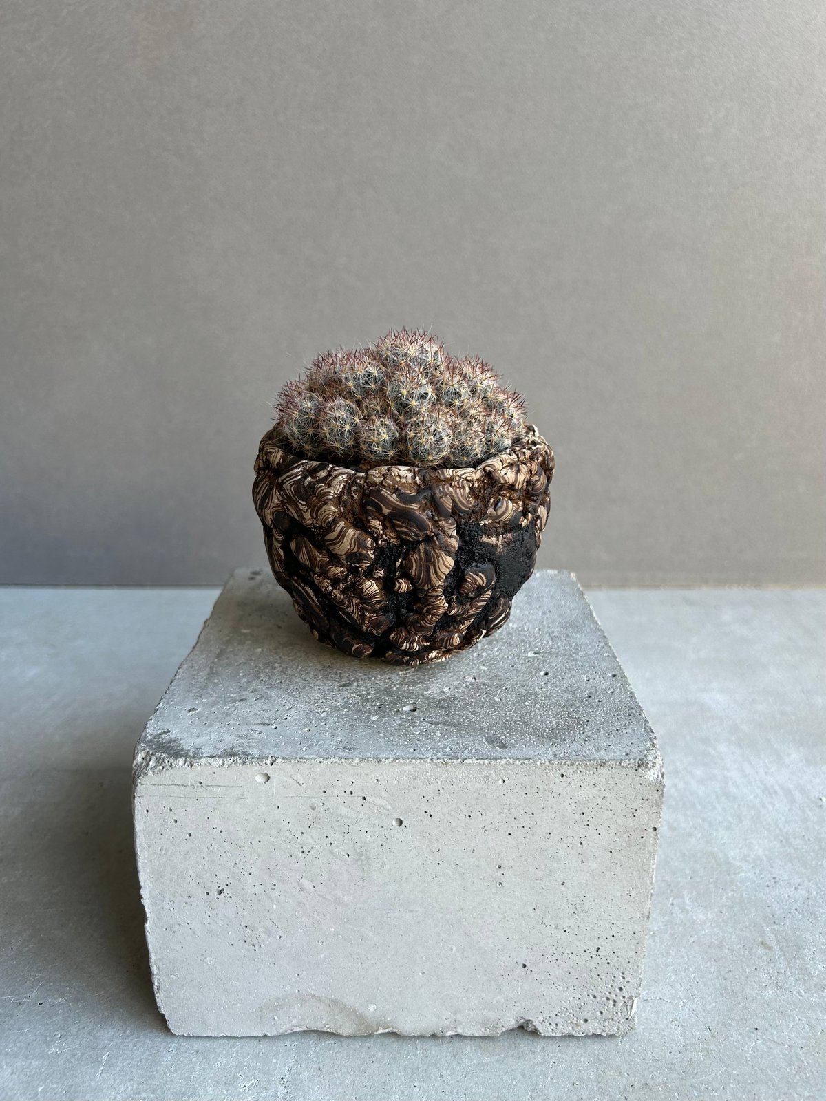 マミラリア 松霞+ plantsmonsters pot 「Mammillaria multi