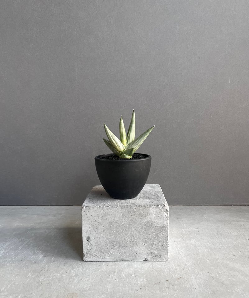 サンスベリア ユキオンナ Sansevieria Yuki Onna サンセベリア 雪女(ユキオンナ) 「Sansevieria Yuki Onna」24F