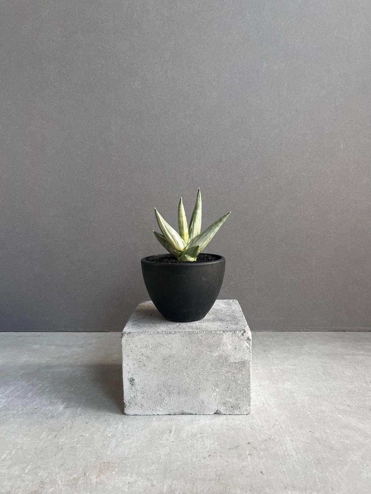 サンセベリア 雪女(ユキオンナ) 「Sansevieria Yuki Onna」24F