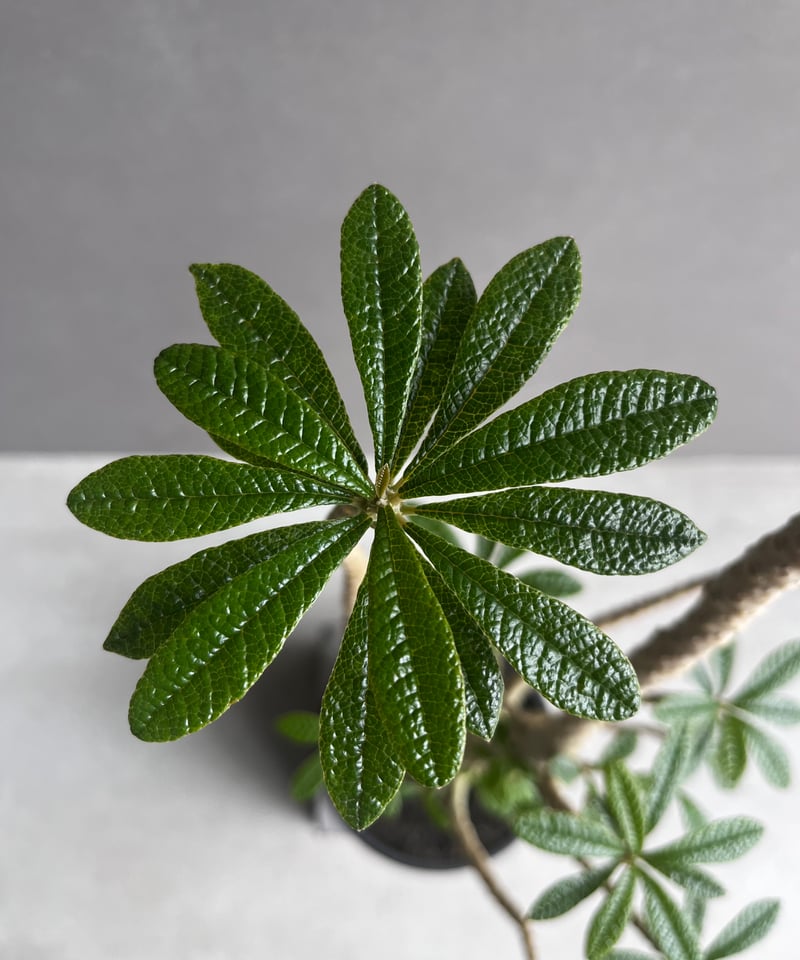 ドルステニア ギガス “選抜個体” 「Dorstenia gigas “Select”」62A