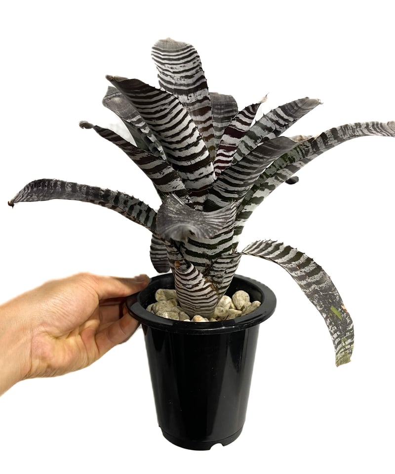 エクメア チャンティニー ブラック「Aechmea chantinii Black」5 エクメア チャンティニー ブラック「Aechmea chantinii Black」5