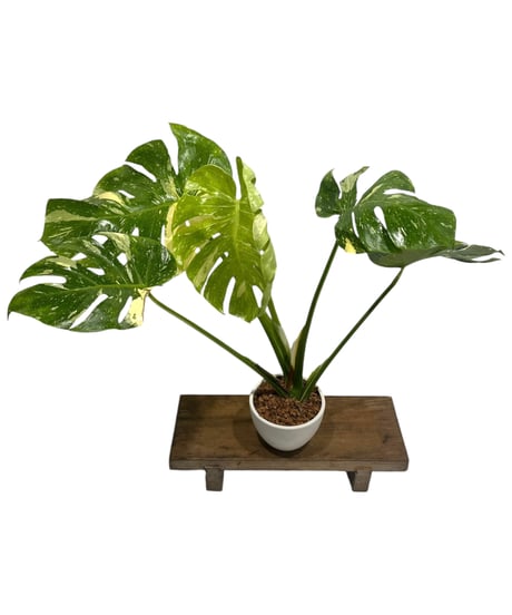 希少 モンステラ スプルセアナ spruceana 【公式通販】