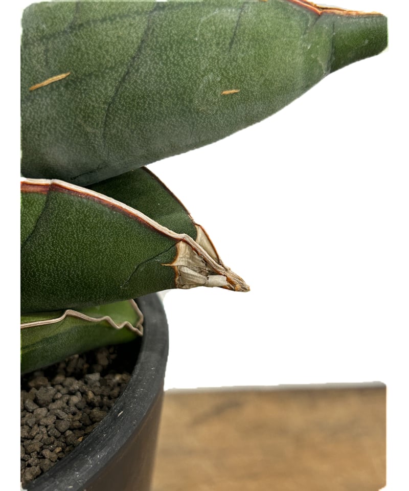 サンセベリア バナナ 斑入 “スーパー ファット”「Sansevieria サンセベリア バナナ 斑入 “スーパー ファット”「Sansevieria
