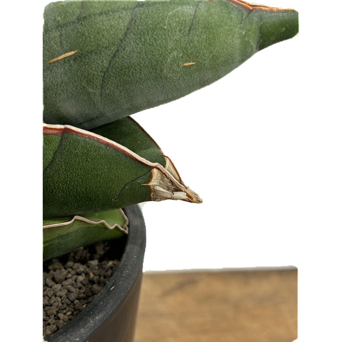 サンセベリア バナナ 斑入 “スーパー ファット”「Sansevieria