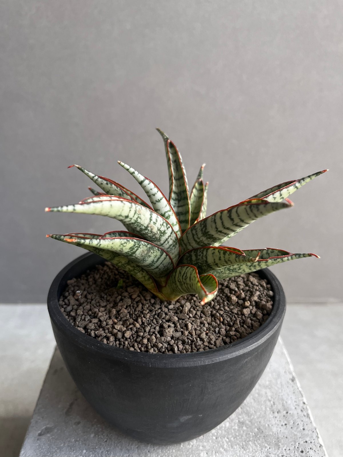 EMP サンセベリア サンシャイン エンジェル / 完成品 SA365 fit=scale-down,w=1200