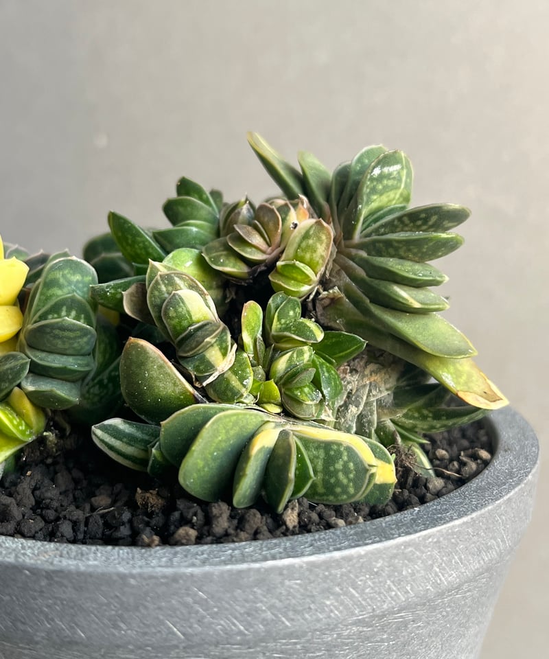 多肉植物 ガステリア子宝錦 ガステリア 子宝錦 - 多肉植物 人気の多肉