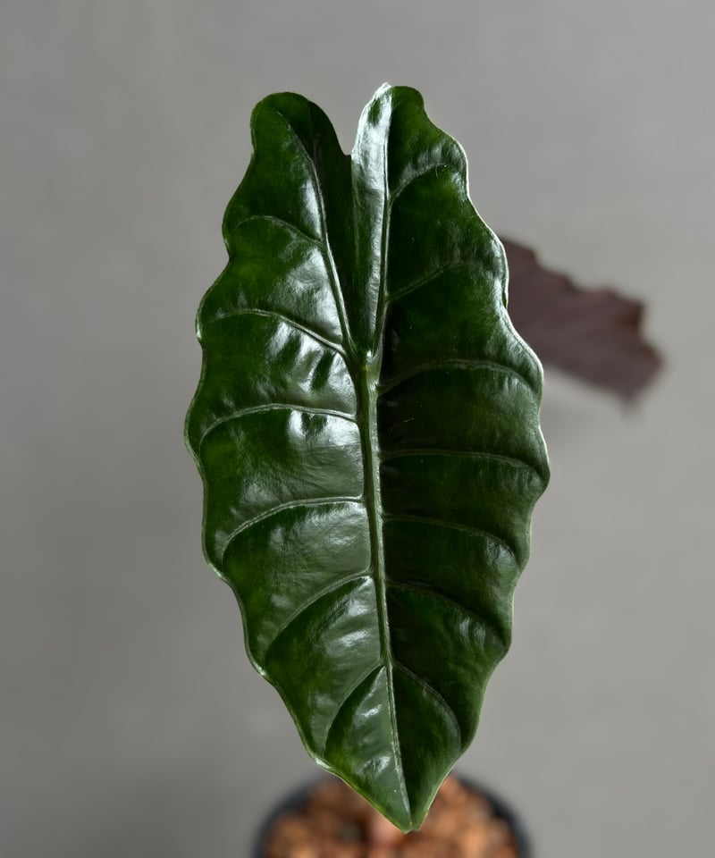 アロカシア シャントリエリ 「Alocasia Chantrieri」63D | SHOUCH