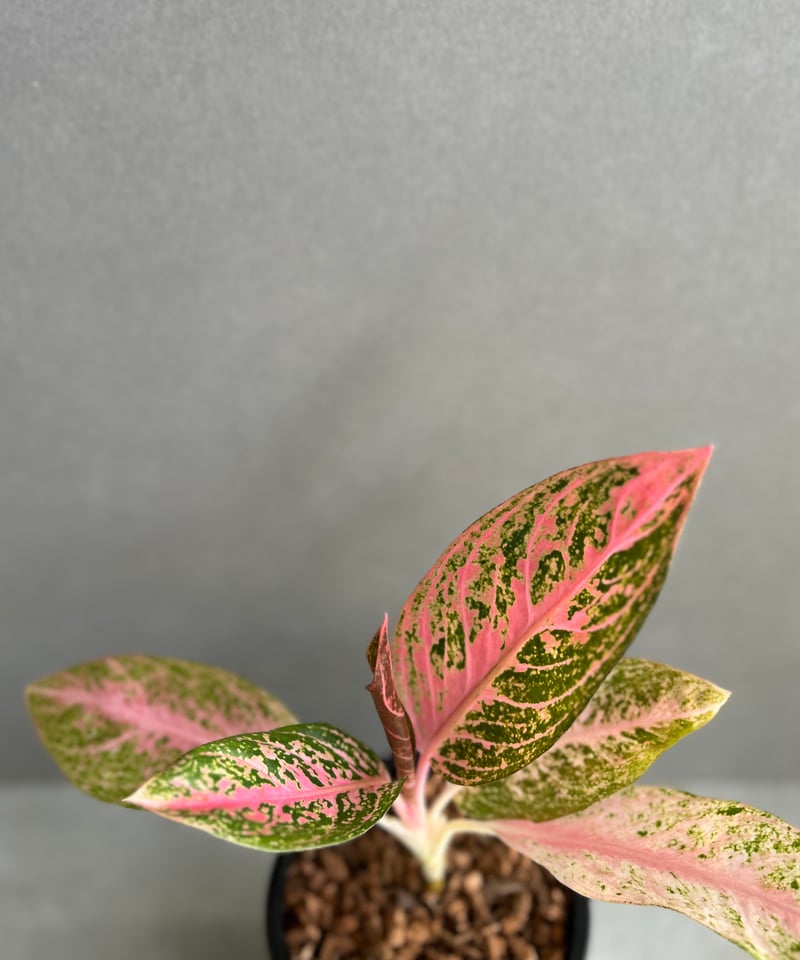 アグラオネマ タマラ 「Aglaonema Tamara」76F | SHOUCHIKUEN