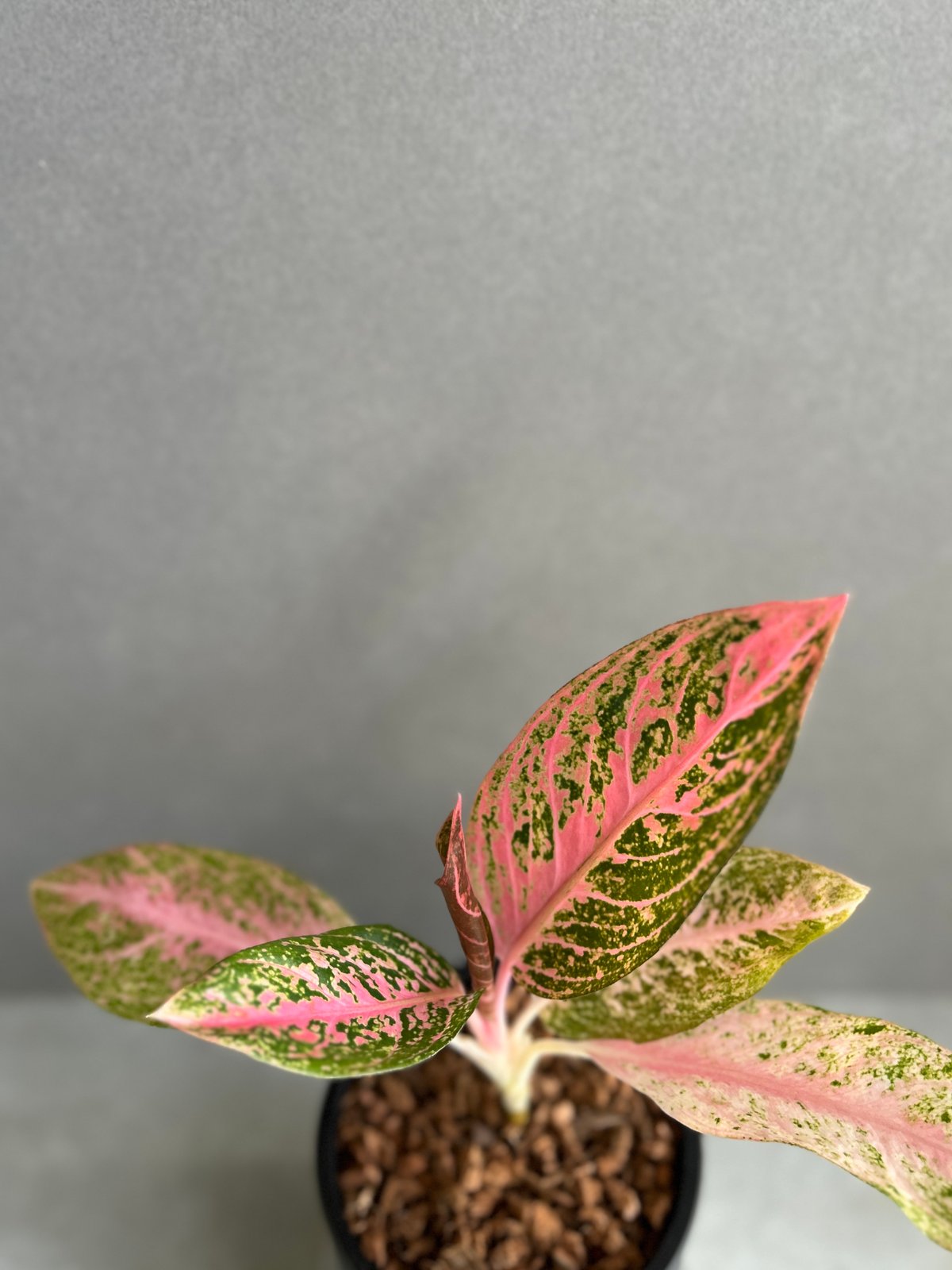 アグラオネマ タマラ 「Aglaonema Tamara」76F | SHOUCHIKUEN