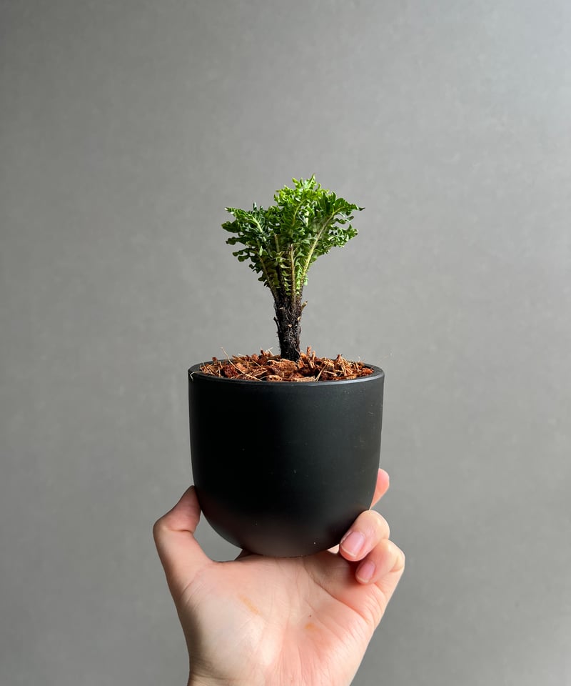 ブレクナム ギッバム ドワーフ 「Blechnum gibbum Dwarf 」3C | SH