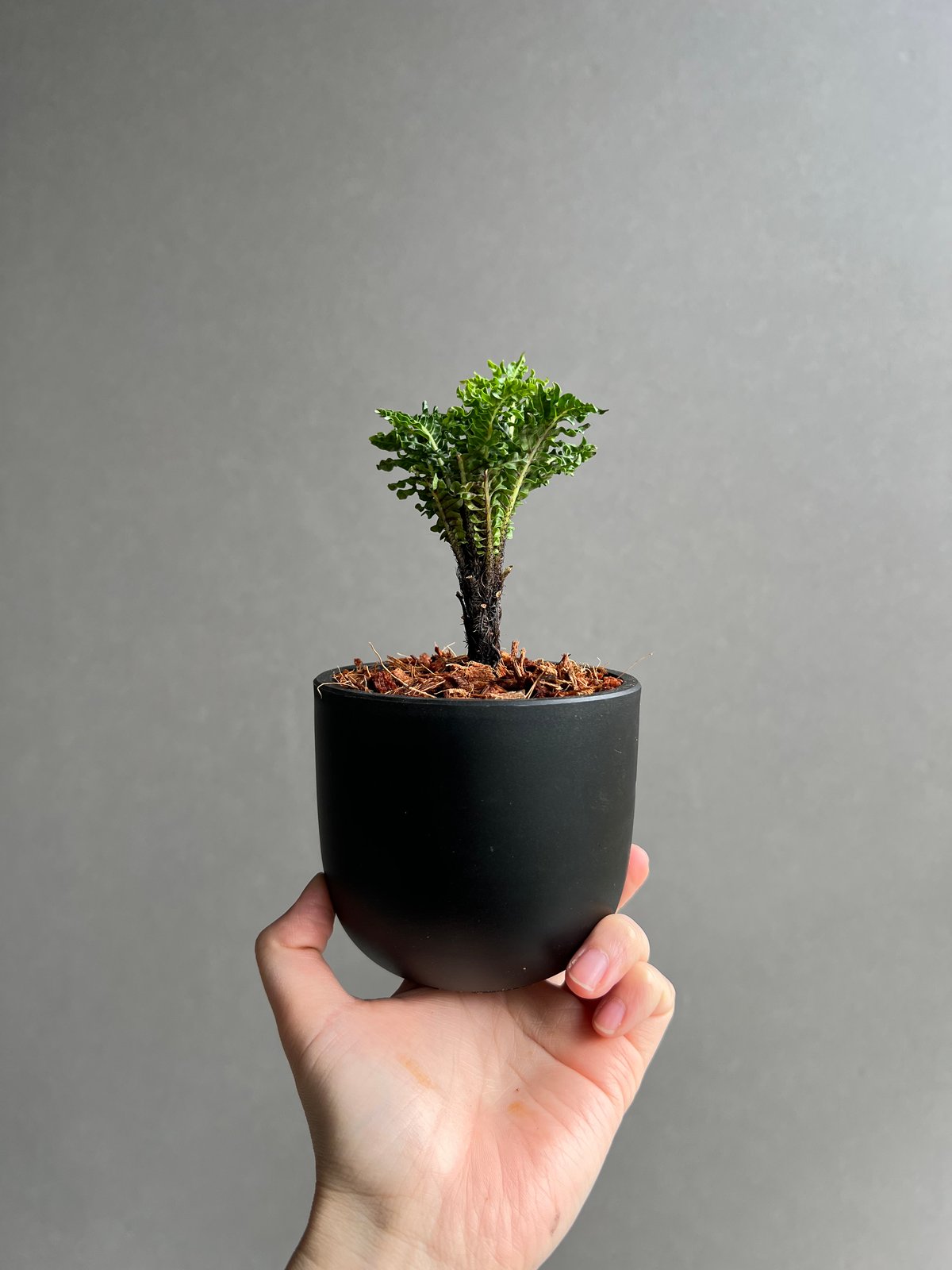 ブレクナム ギッバム ドワーフ シダ植物 Blechnum gibbum ブレクナム ギッバム ドワーフ 「Blechnum gibbum Dwarf 」3C | SH